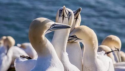 爱游戏体育APP下载-亚洲杯赛程出炉中国男篮小组对手实力强劲，亚洲杯男篮比赛时间