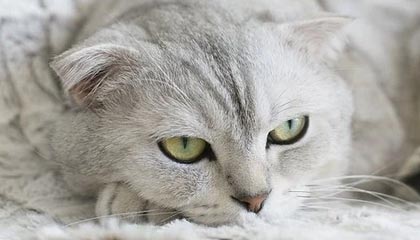 AYX体育-布莱顿战术灵活多变，海鸥军团欲再创佳绩，布莱顿为什么叫海鸥