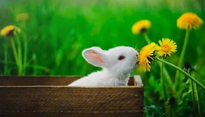 爱游戏 电竞-RNG季中赛表现抢眼，rng季中赛表现抢眼吗