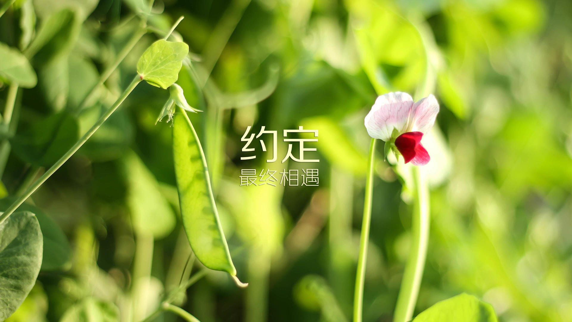 黎巴嫩队正在备战对阵叙利亚篮球队，黎巴嫩与叙利亚