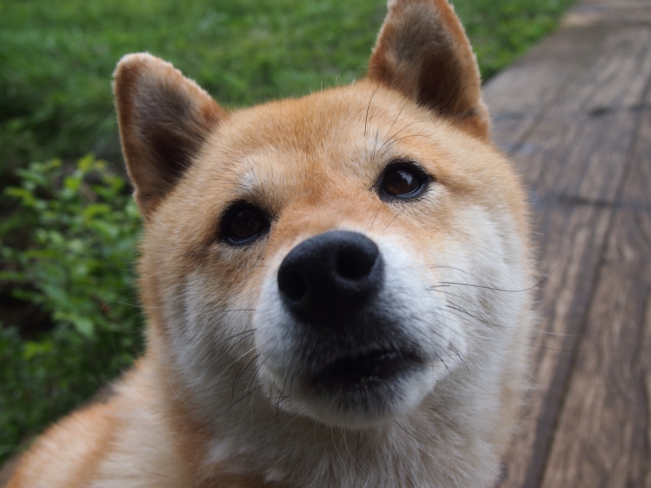 美国女子接力队用实力回应所有质疑，美国女子接力犯规